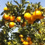 秋、おいしいみかんになりました。