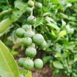 みかんの赤ちゃん。花が落ちたあとに小さな実をつけます